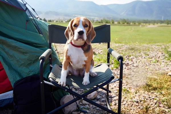 Les campings de l'île d'Oléron acceptent-ils les animaux ?